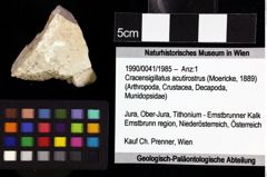 Foto (Objket + Etiketten) von Cracensigillatus acutirostrus (Moericke, 1889) 